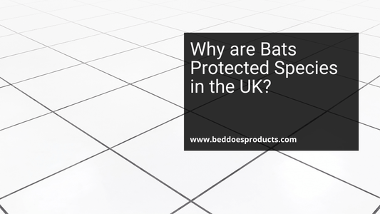 Why are Bats Protected Species in the UK? - Beddoes Products